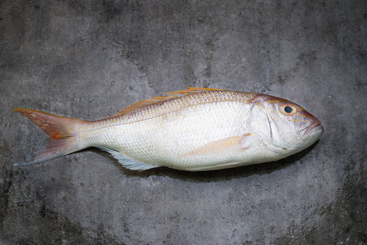 Angoli/ Seabream 红哥里