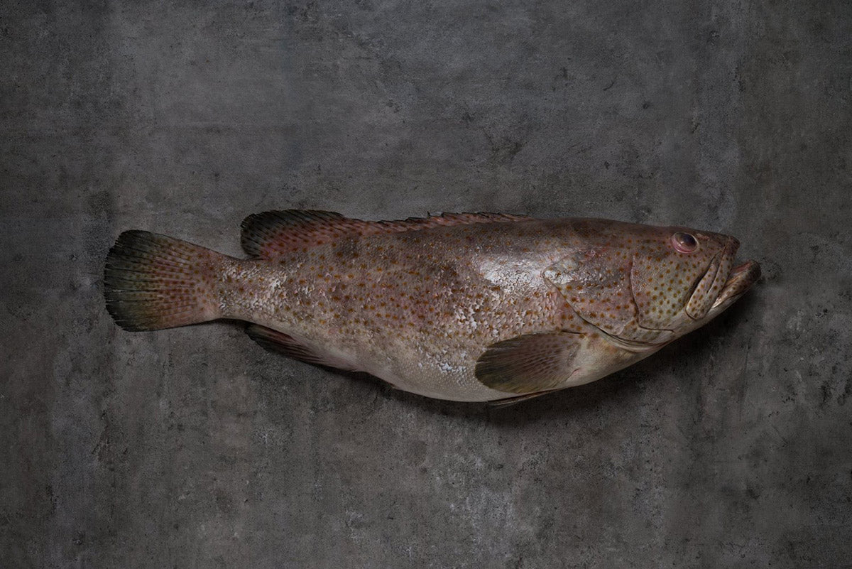 Grouper 石斑鱼