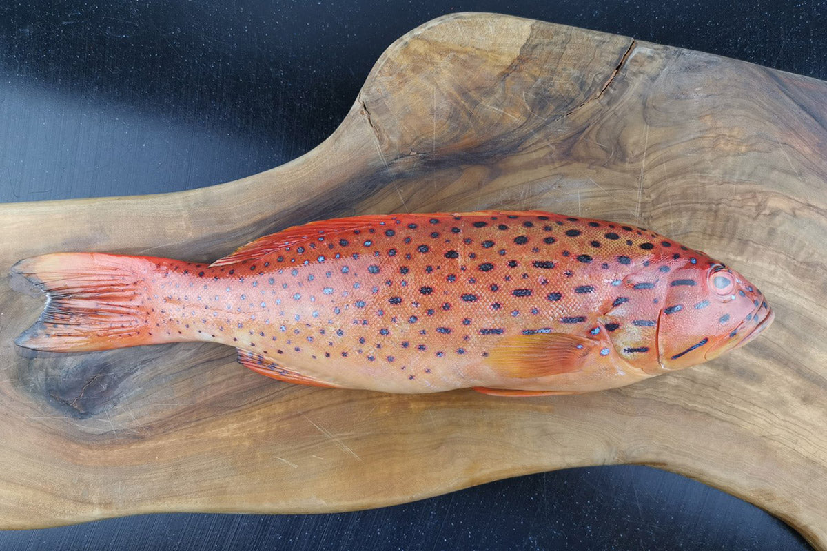 Red Grouper 红斑