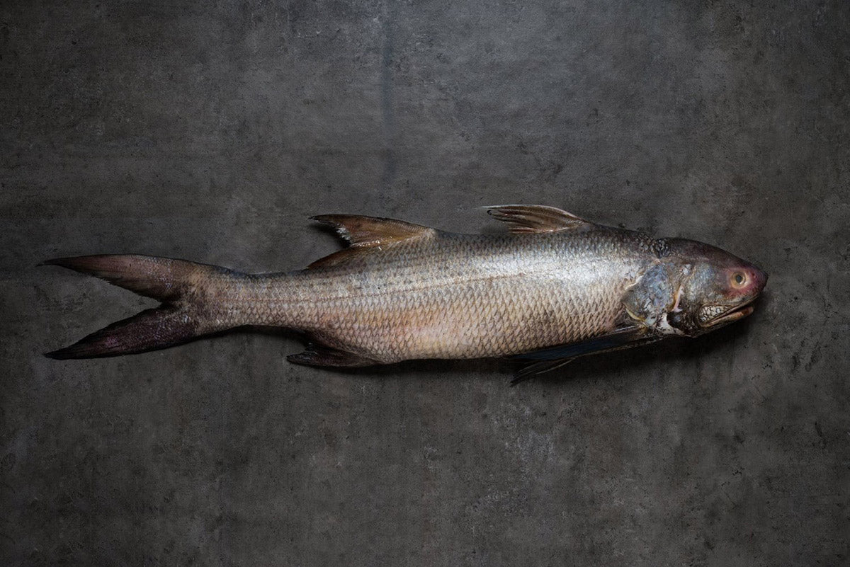 Threadfin/ Ikan Kurau 午鱼