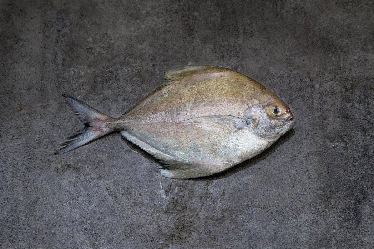 Black Pomfret 黑鲳鱼
