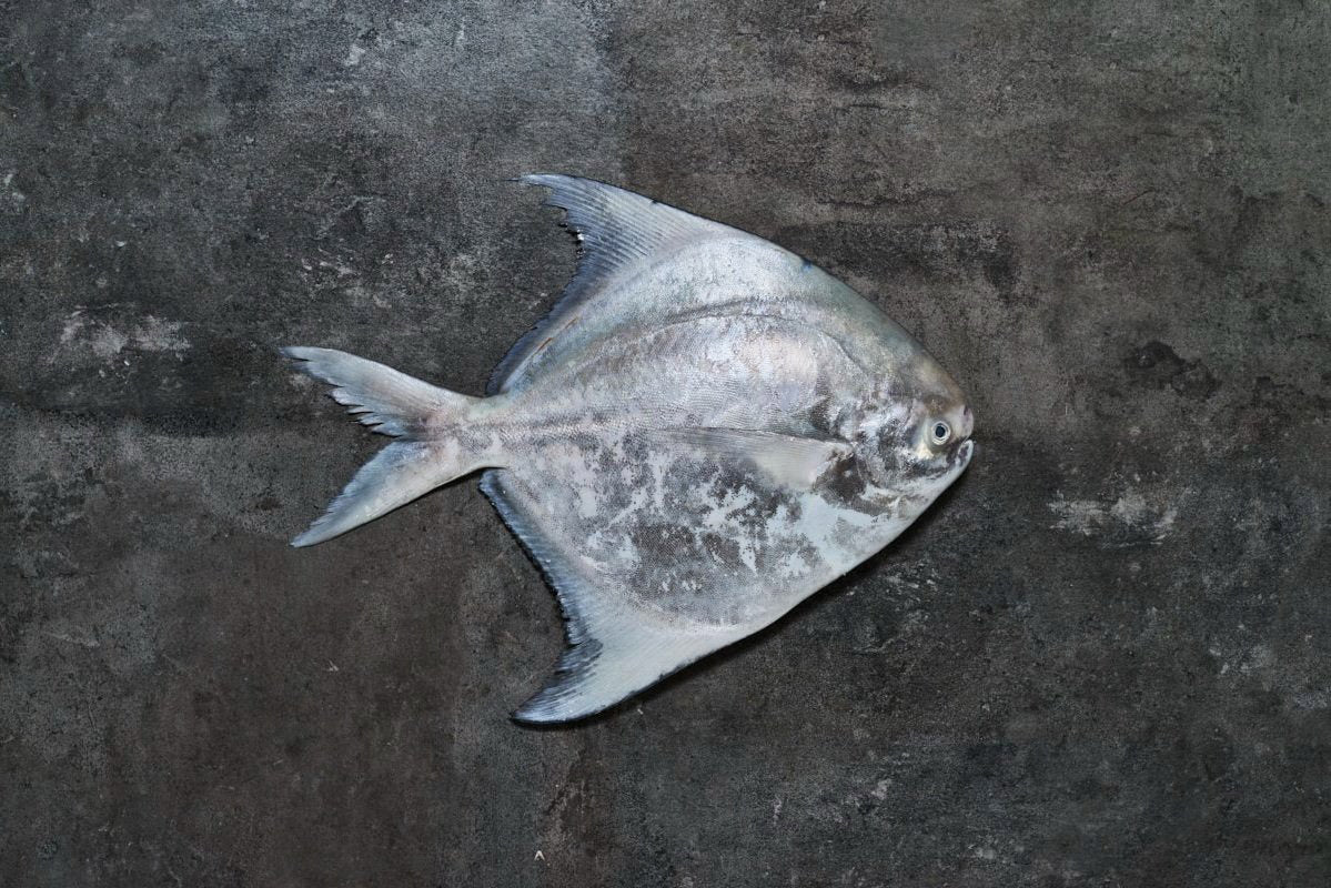 Chinese Pomfret 斗鲳