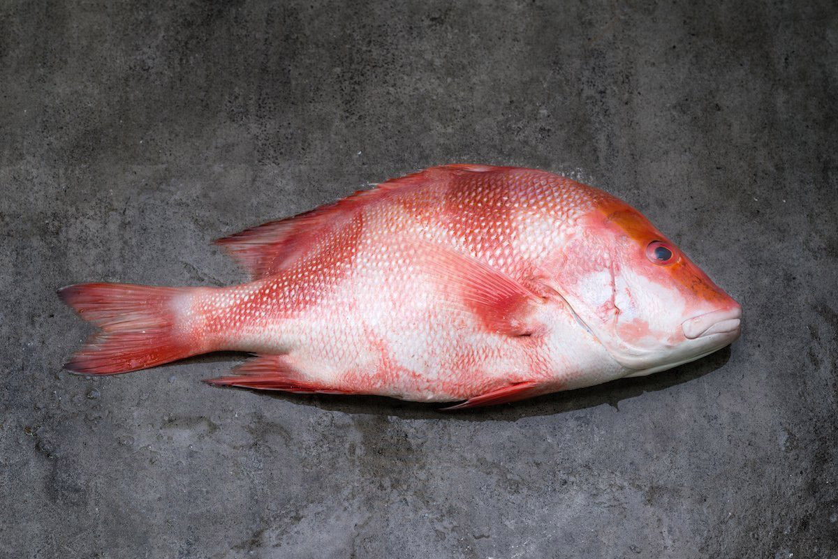 Emperor Snapper 狮头红鲷