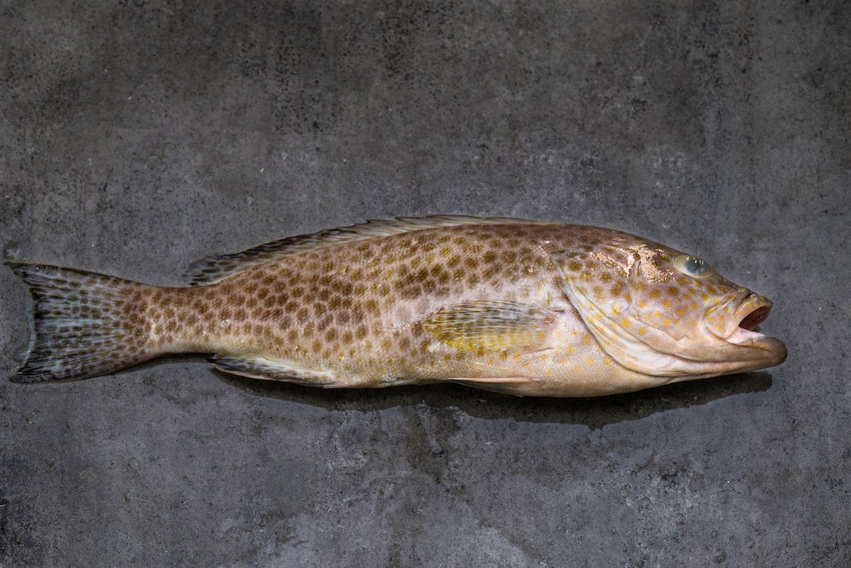 Flower Grouper 花斑