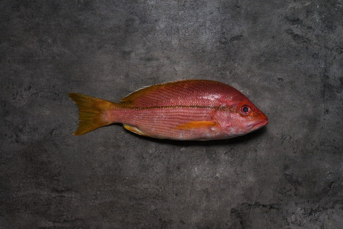 Kee Fish/ Brownstripe Snapper 记鱼