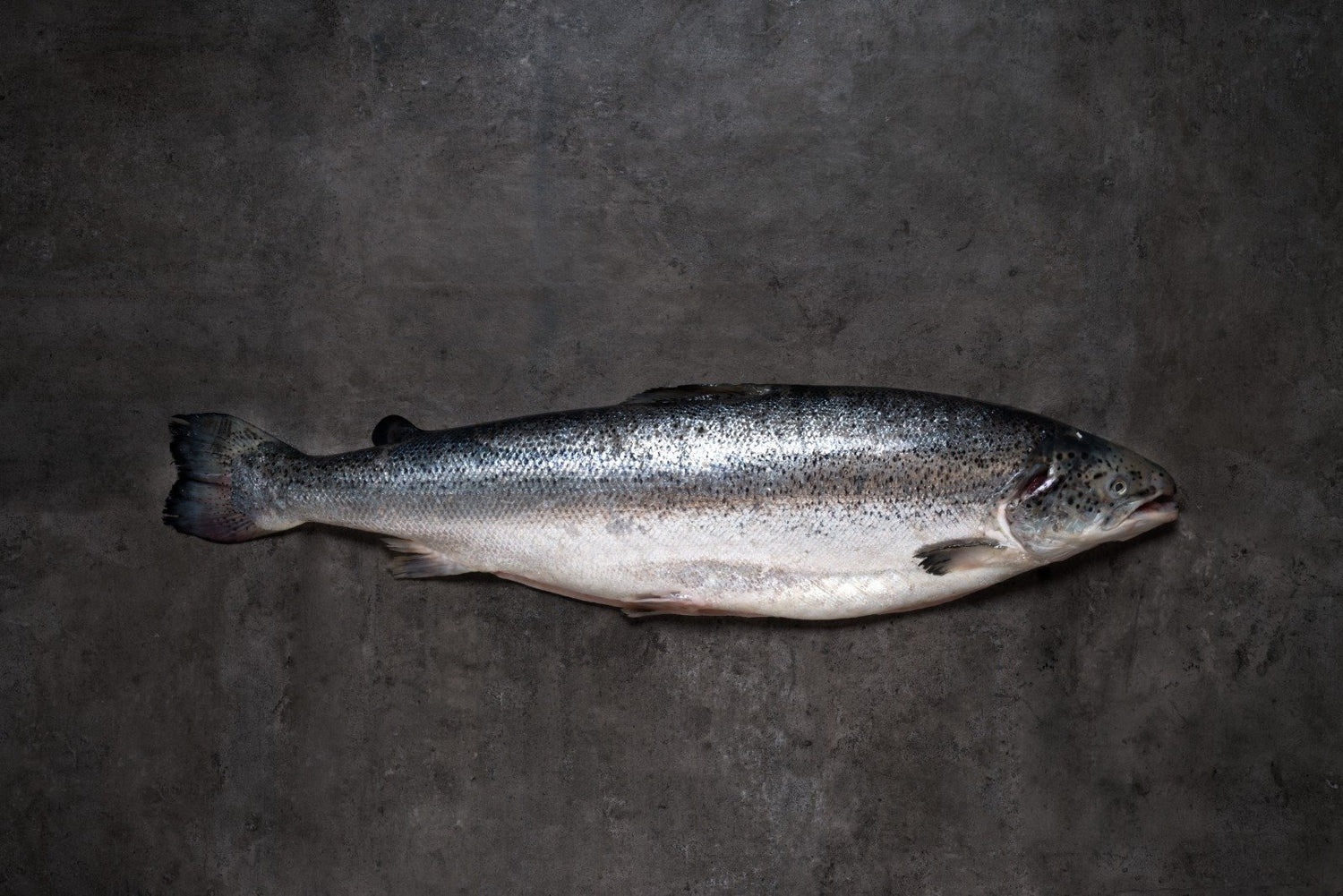 New Zealand King Salmon 新西兰帝王三文鱼