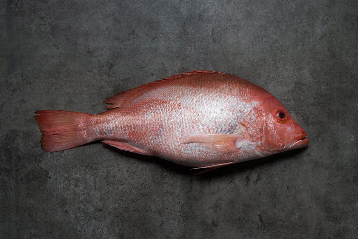 Red Snapper 红鲷鱼