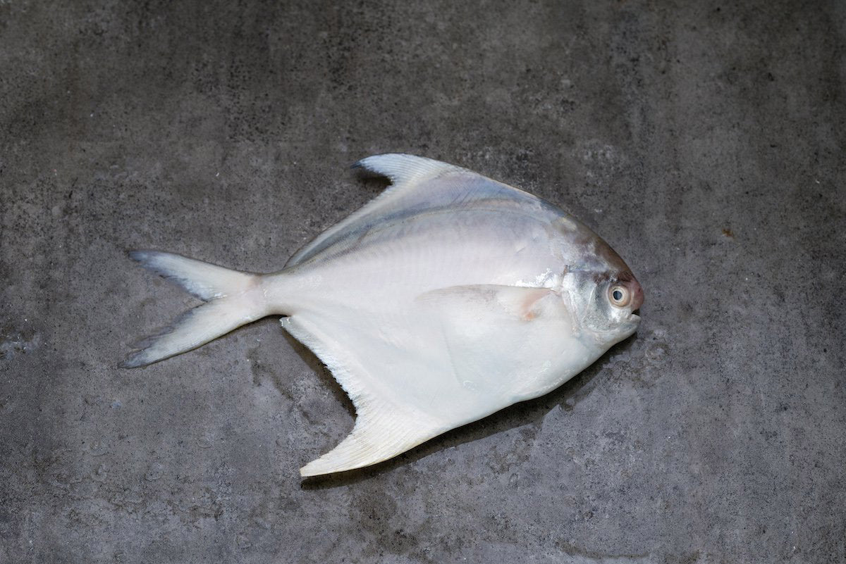 White Pomfret / Silver Pomfret 白鲳