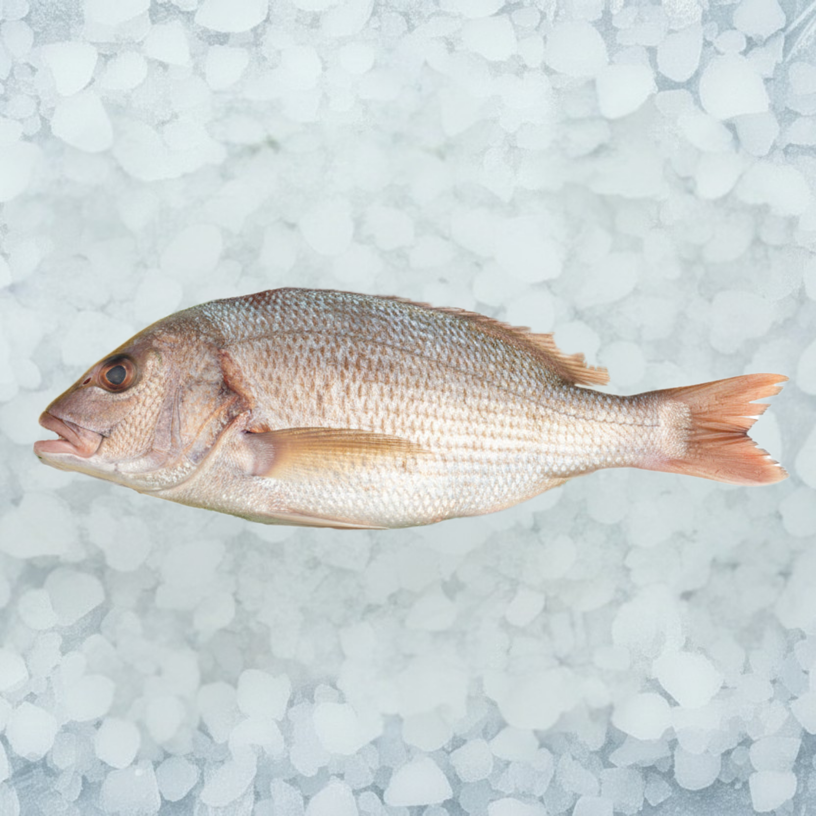 Fresh Golden Snapper 500/700g