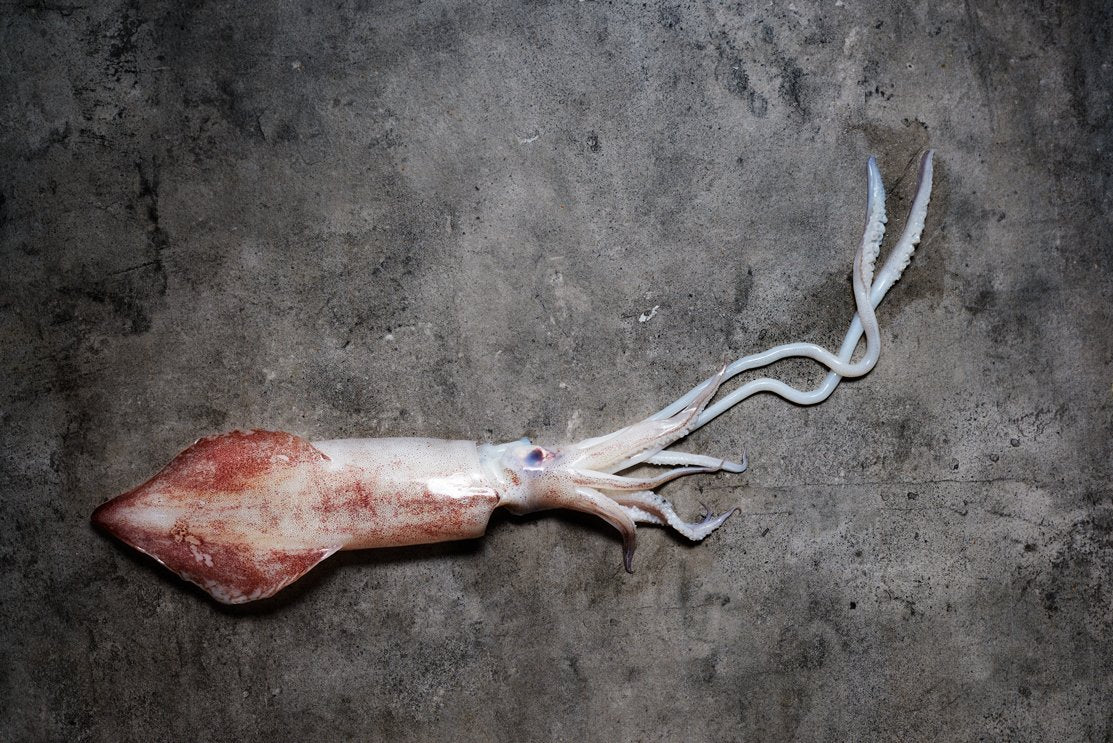 Fresh Squid (Sotong) 6/8inches, 1kg (Cleaned and Deskinned)