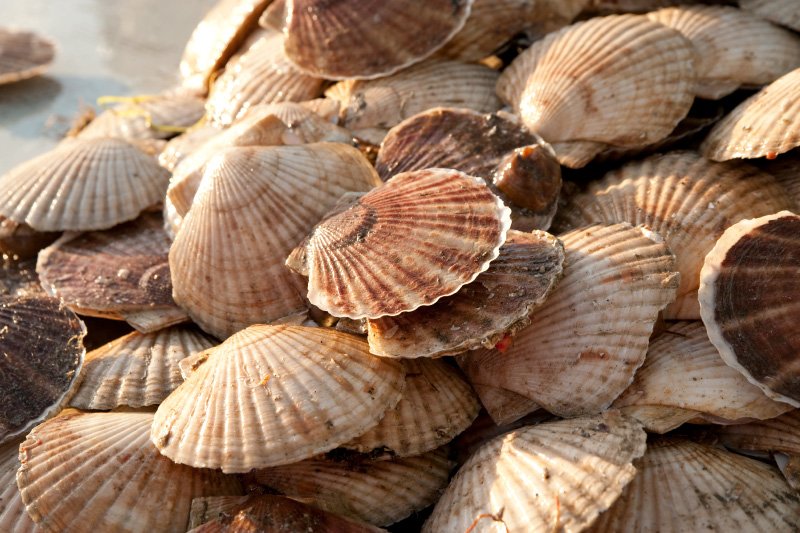 * Frozen Hokkaido Gyoren Scallops, 36-40 pcs / KG (Different pack size available)