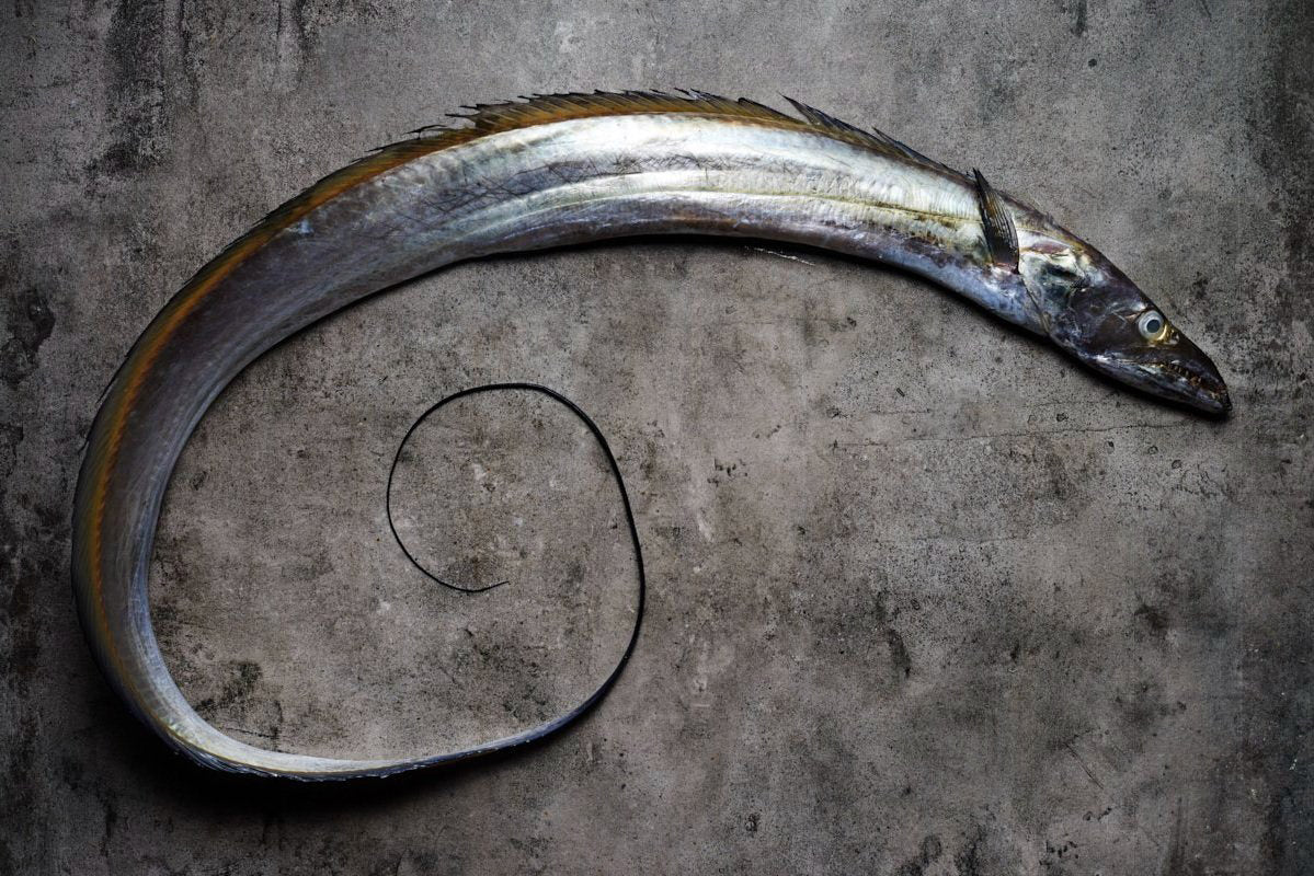 Belt Fish / Ribbon Fish 带鱼 – Port65 Seafood Store