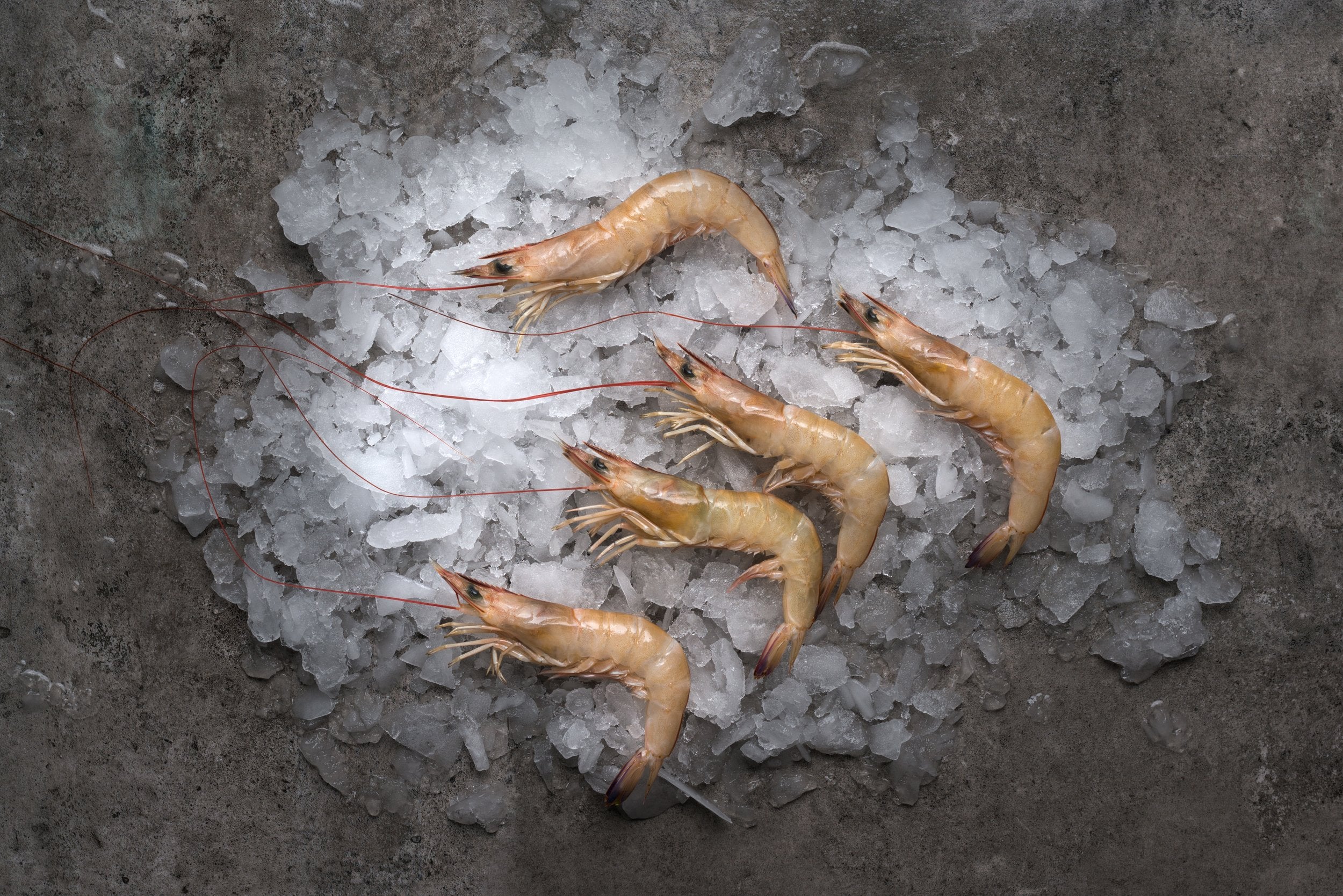 Fresh Ang Kar Prawn (26-30pcs / KG)