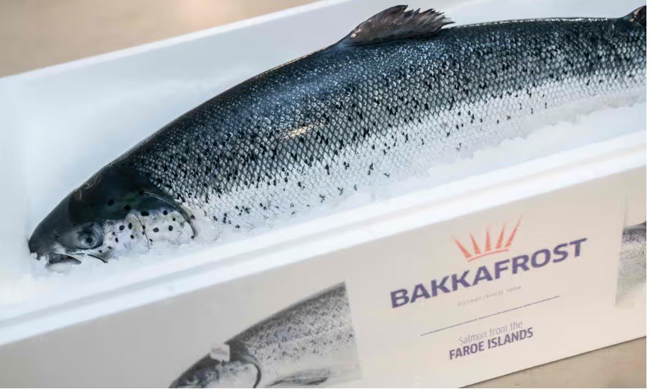 Fresh Bakkafrost Salmon 3.5kg