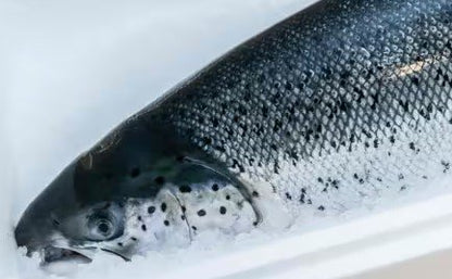 Fresh Bakkafrost Salmon 3.5kg