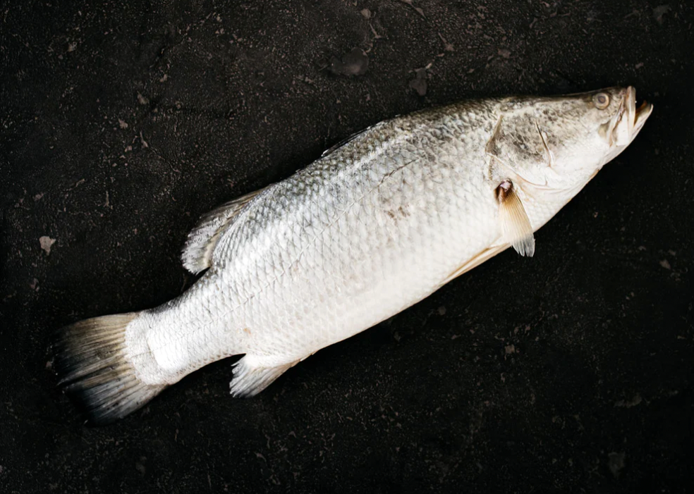 Fresh Barramundi 600/800g