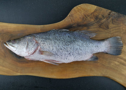 Fresh Barramundi 600/800g