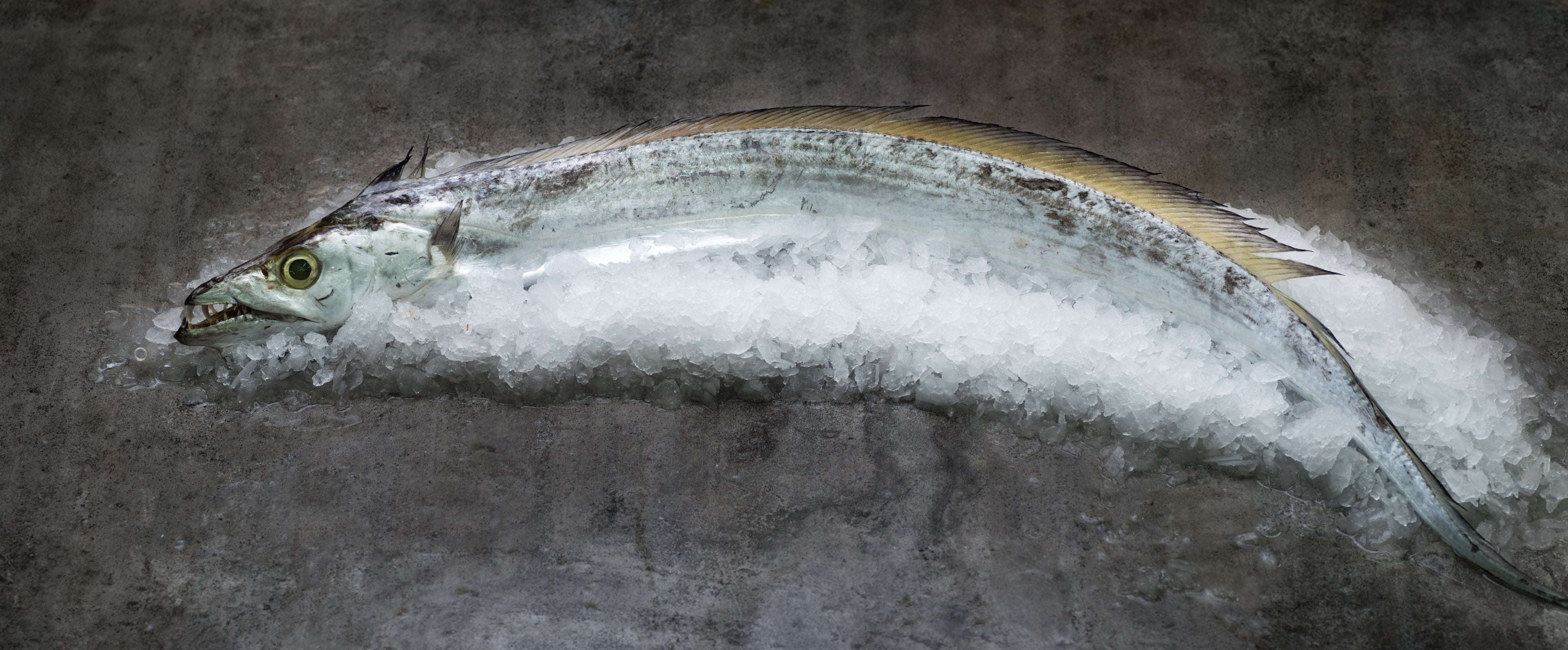 Fresh Ribbon Fish 500/700g (Steak Cut 150g)