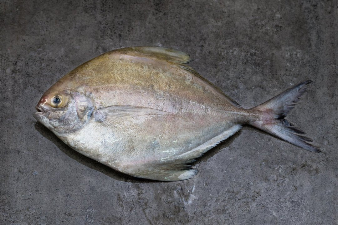 Fresh Black Pomfret 500/600g