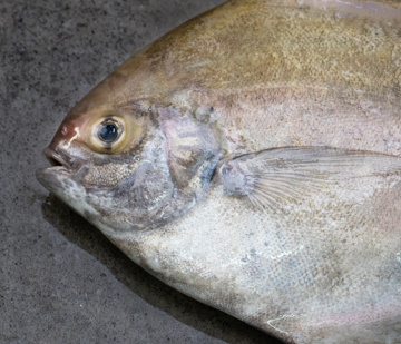 Fresh Black Pomfret 500/600g