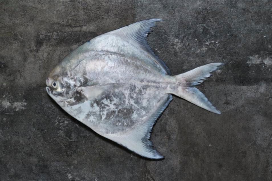 Fresh Chinese Pomfret 0.9/1kg