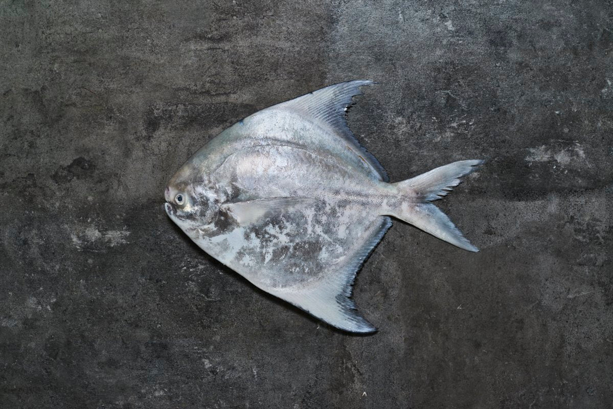 Fresh Chinese Pomfret (Surabaya) 500/600g