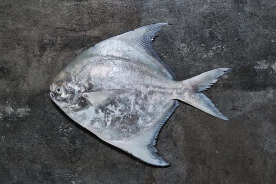 Fresh Chinese Pomfret 500/600g