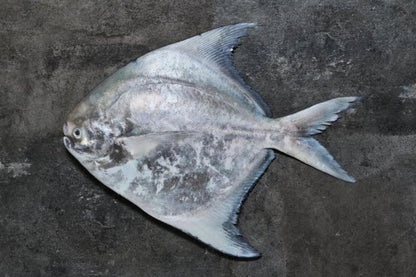 Fresh Chinese Pomfret (Surabaya) 0.8/1kg