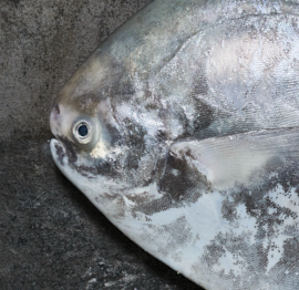 Fresh Chinese Pomfret (Surabaya) 0.8/1kg