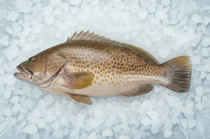 Fresh Dusky Tail Grouper 0.8/1KG
