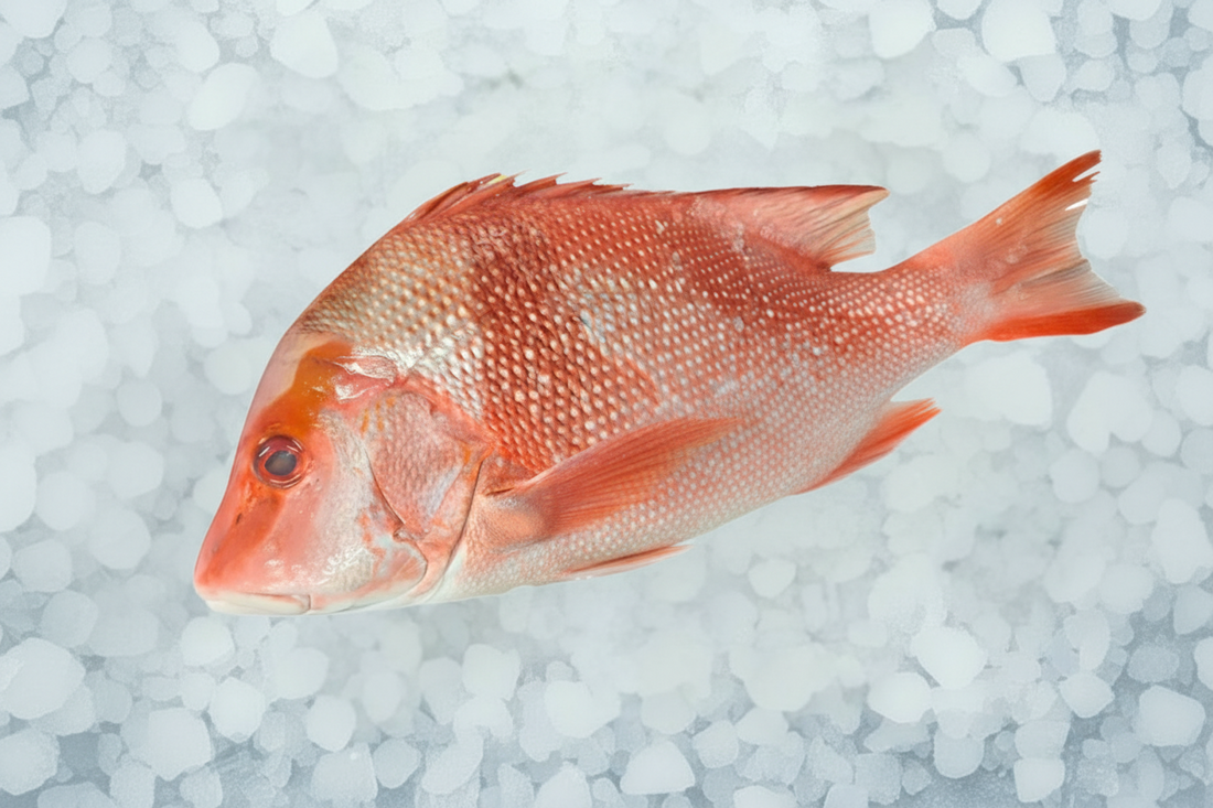 Fresh Emperor Snapper 600/800g