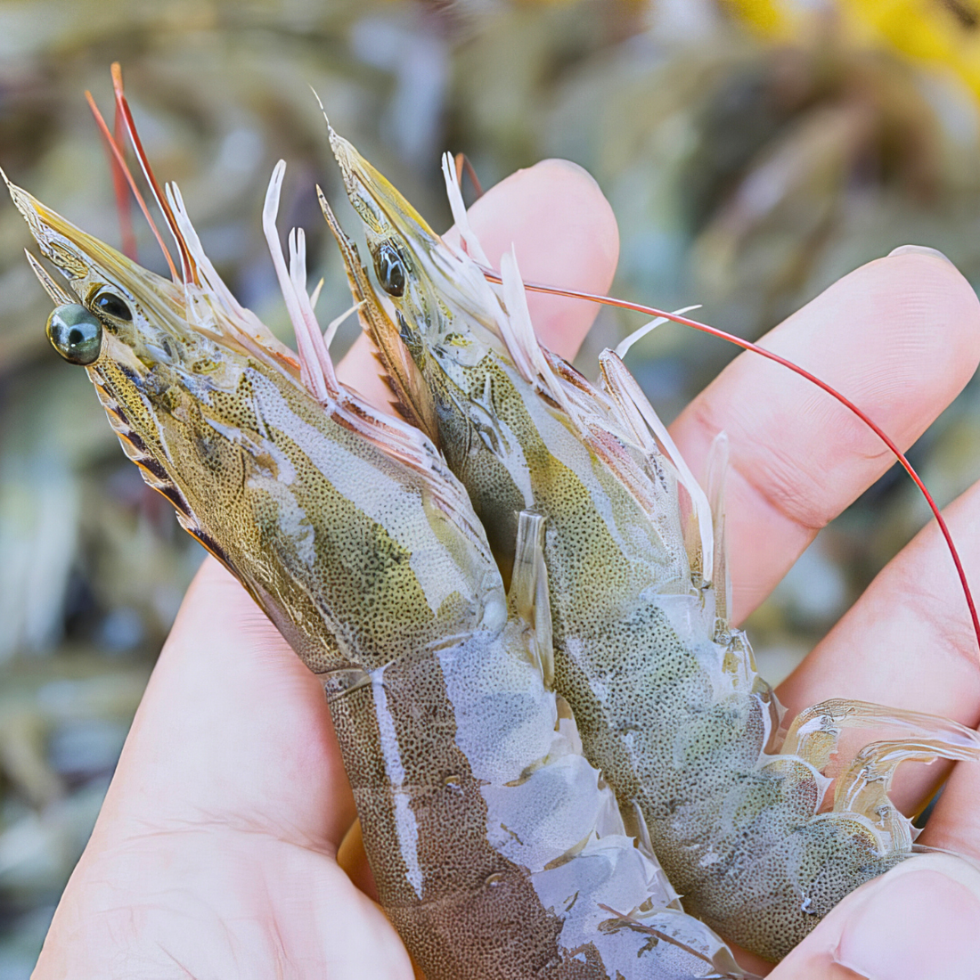 Frozen Gyoren Kami No Ebi (God-like) Jumbo Live - Frozen Prawn (ASC), 20-30Pcs / KG