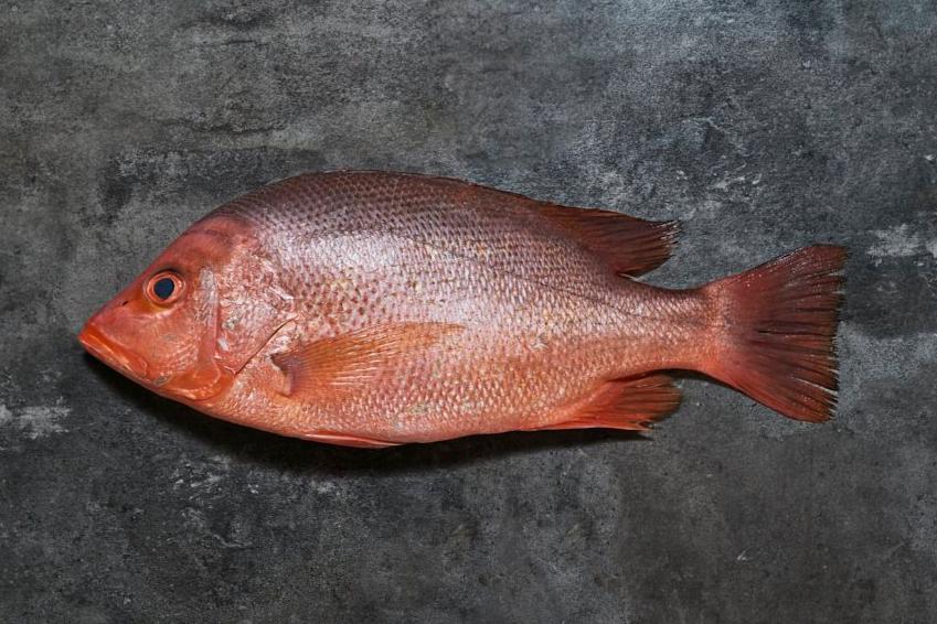 Fresh Crimson Snapper 600/800g