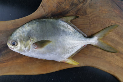 Fresh Golden Pomfret 400/600g