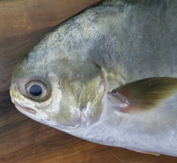 Fresh Golden Pomfret 400/600g