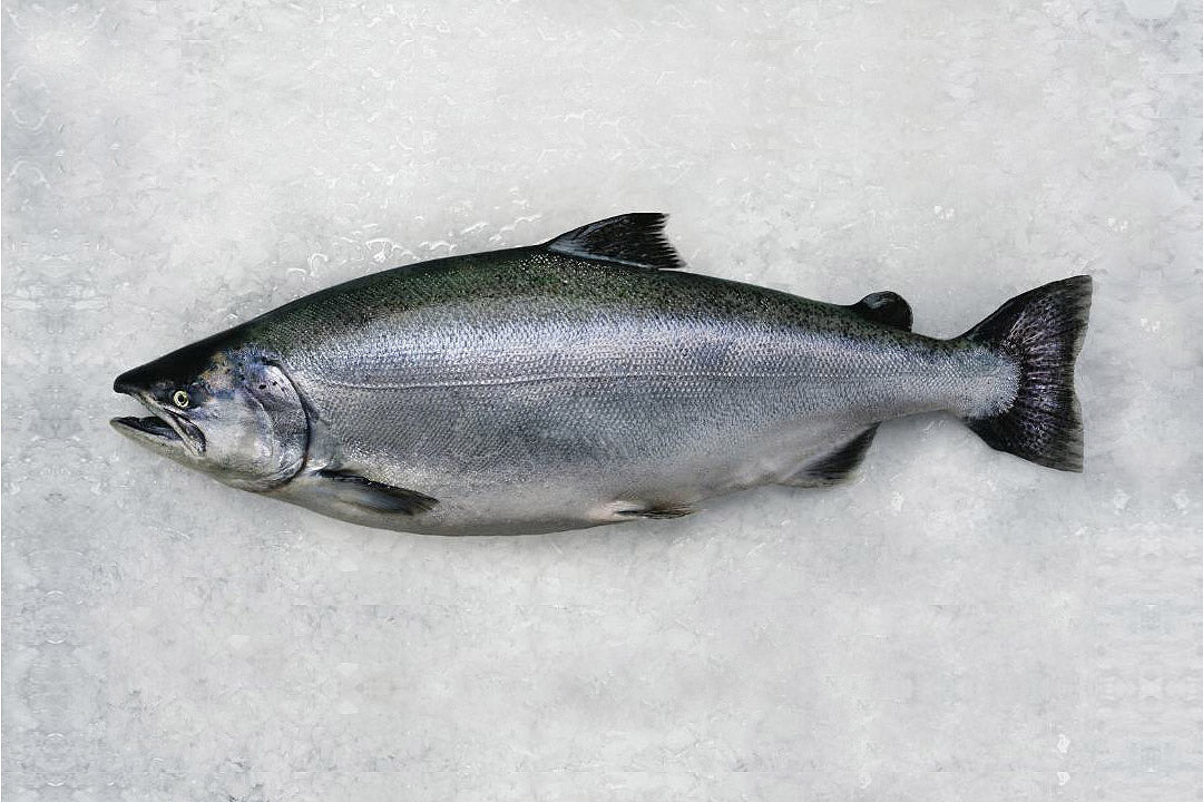 Fresh Mt. Cook NZ King Salmon 3.5kg