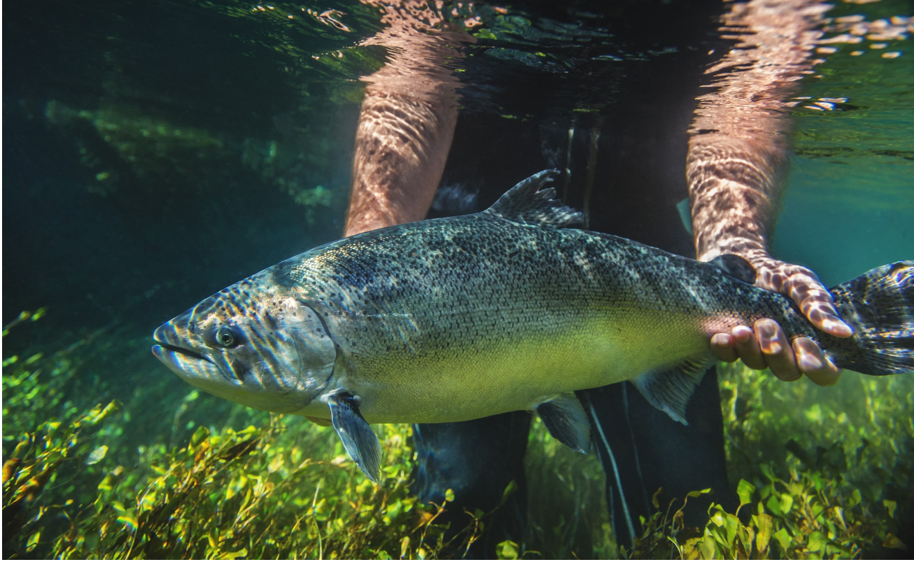 Fresh Mt. Cook NZ King Salmon 3.5kg