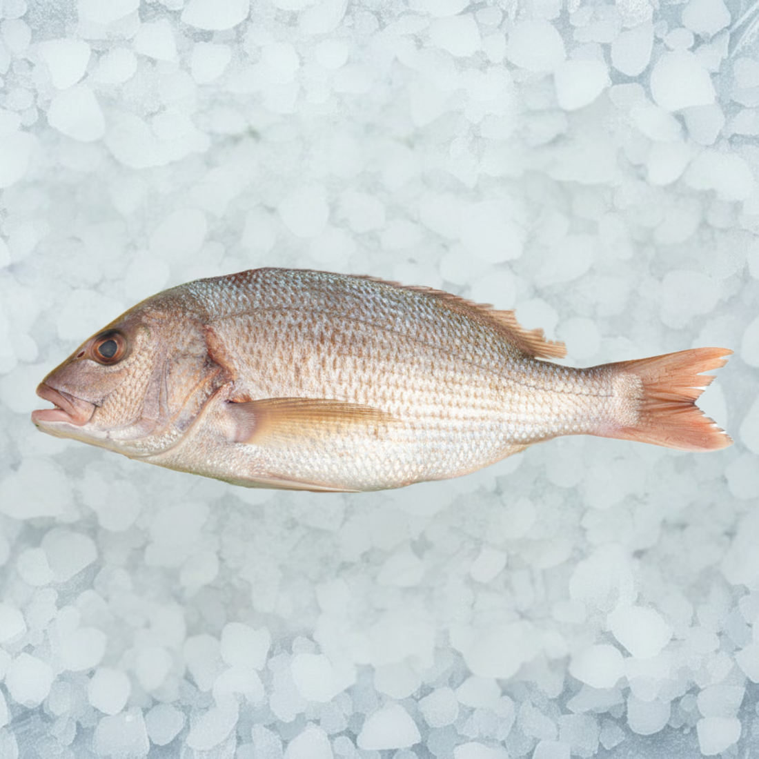 Fresh Golden Snapper 500/700g