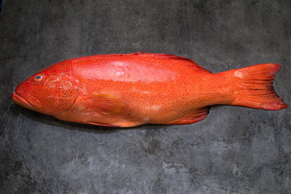 Frozen Red grouper Portion 200g