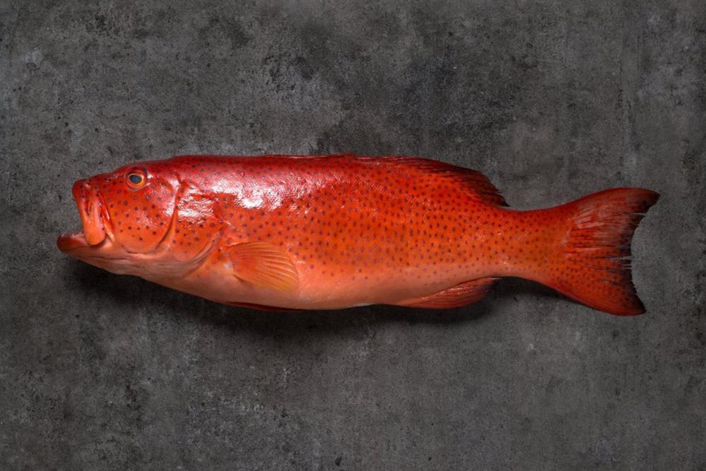 Fresh Red Grouper 600/800g