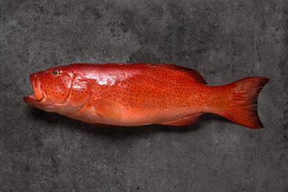 Fresh Red Grouper 600/800g