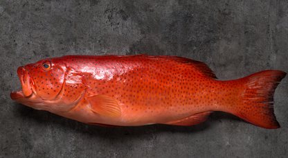 Fresh Red Grouper 800g/1kg