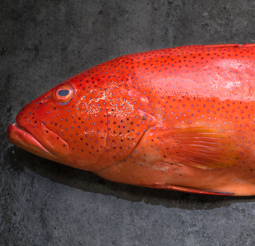 Fresh Red Grouper 600/800g