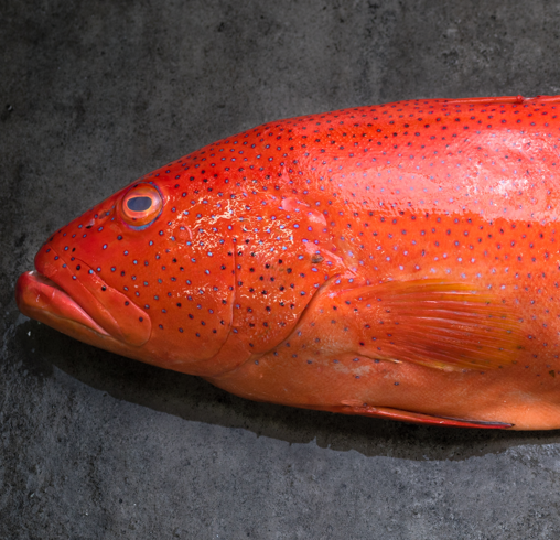 Fresh Red Grouper 800g/1kg