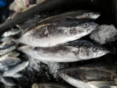 Fresh Spotted Mackerel (Tengiri) 1.5kg