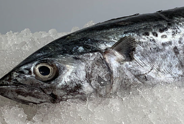 Fresh Spotted Mackerel (Tengiri) 1.5kg