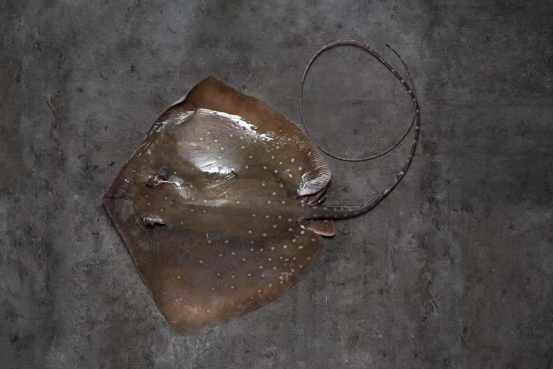 Fresh Top Grade Stingray 1.5/1.8kg (Steak Cut 200g)