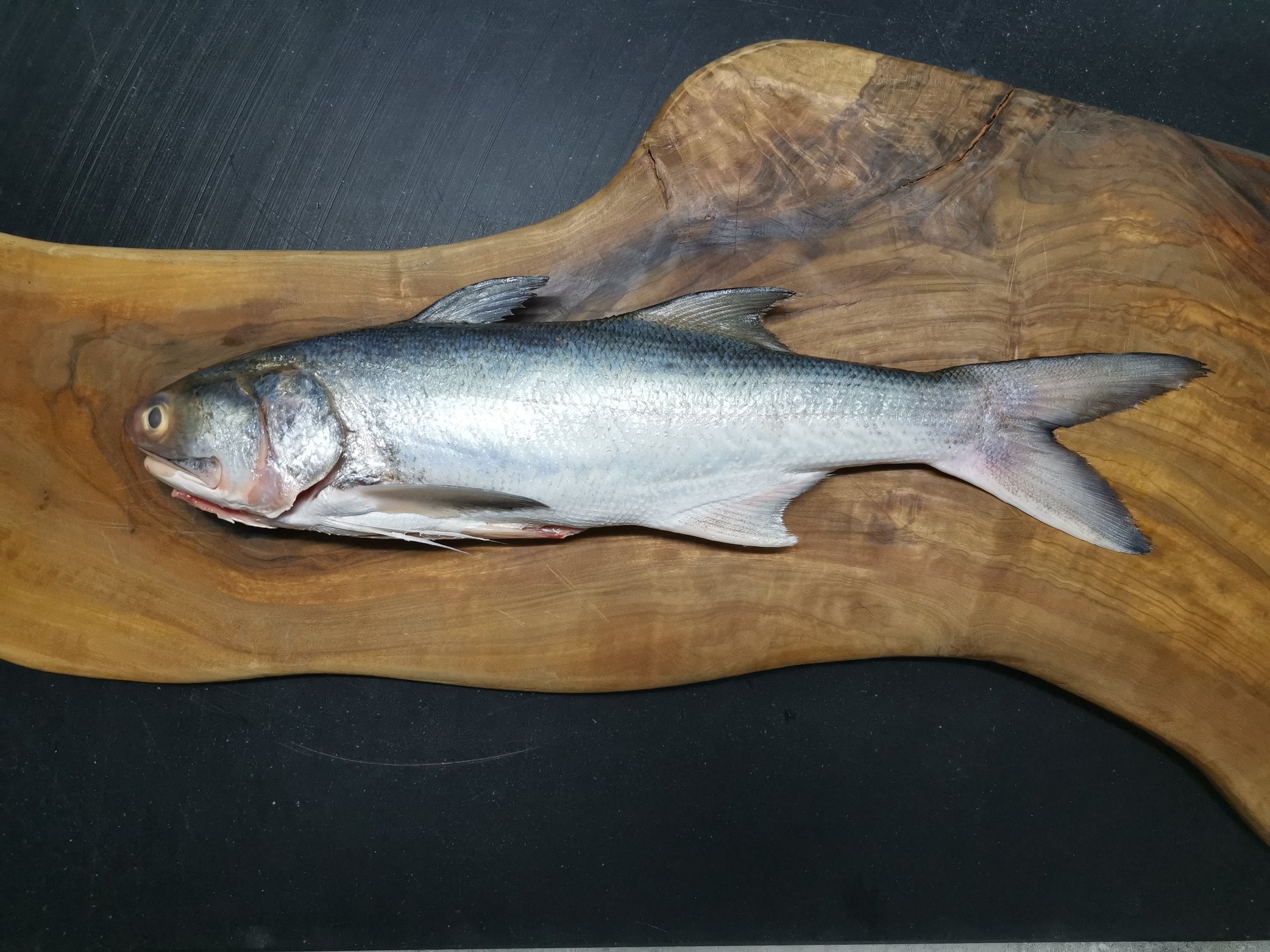 Fresh Four Finger Threadfin 600/800g