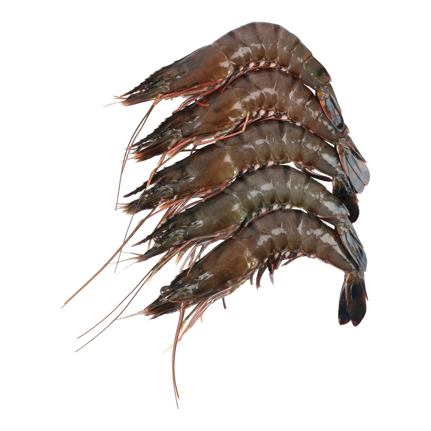 Fresh Tiger Prawn (26-30pcs / KG)