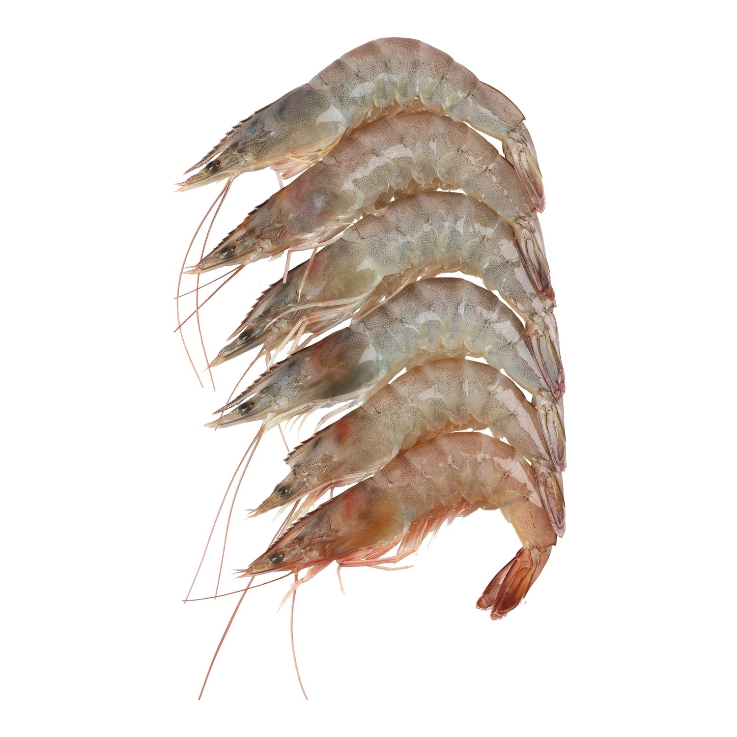 Fresh Glass Prawn (31-40pcs / KG)